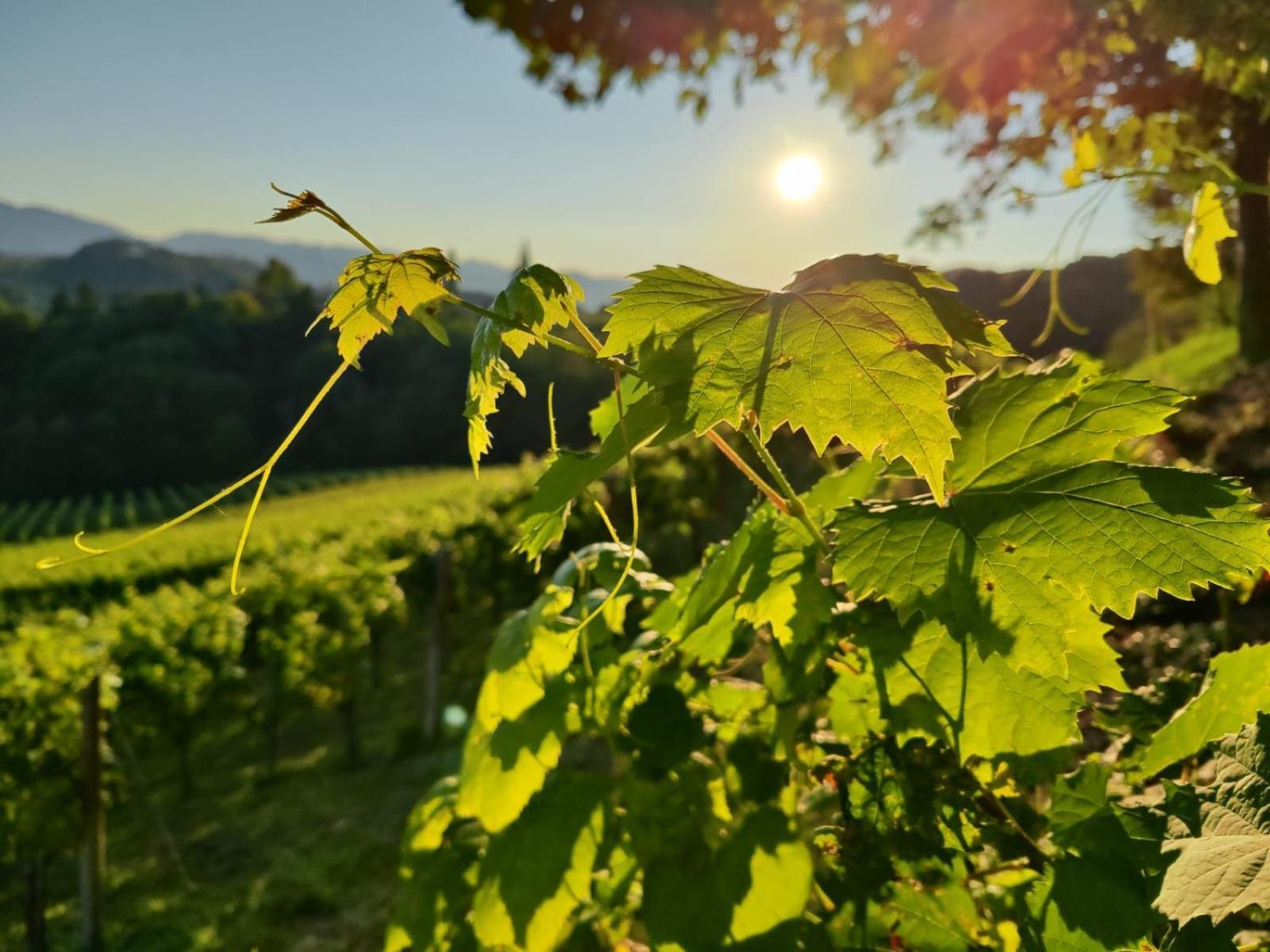 里欧查赫Weingut Fellner住宿加早餐旅馆 外观 照片