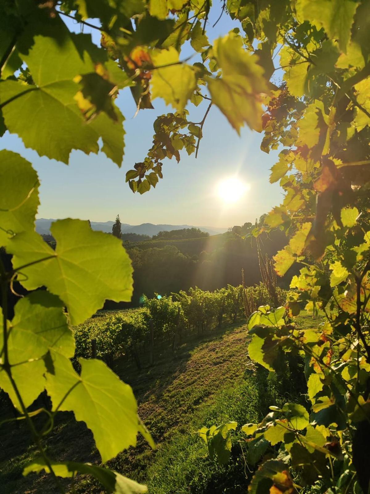 里欧查赫Weingut Fellner住宿加早餐旅馆 外观 照片